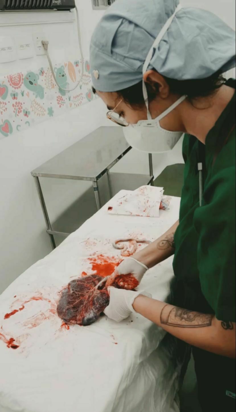 Foto Você conhece o carimbo da Placenta? Foto Você conhece o carimbo da Placenta? - Imagem 10